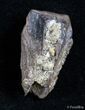 Large Shed Triceratops Tooth #2894-2
